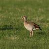 Egyptian Goose